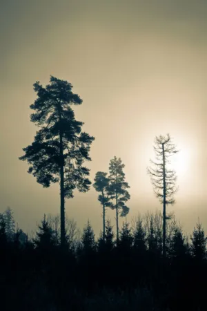 Sunset Silhouette