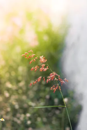 Red Grass In Sunlight