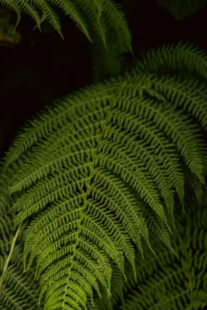 Fern Frond