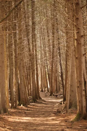 Woodland Path