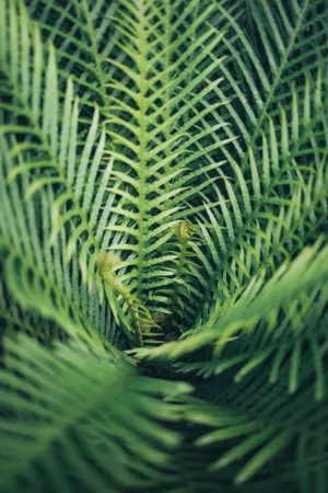 Fern Tunnel