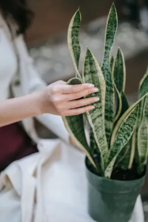 Hand Touching A Snake Plant