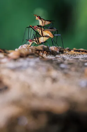 Insect Mating