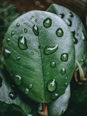 Raindrops On Green Leaves
