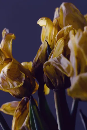 Dried Yellow Flowers