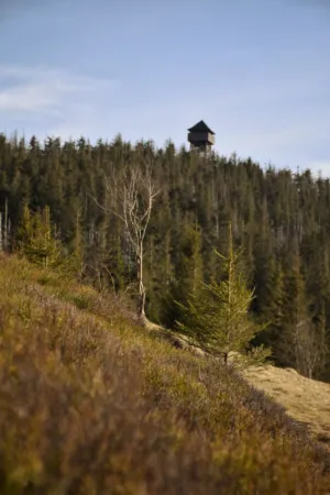 Forest Watchtower