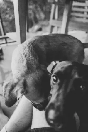 Two Dogs
