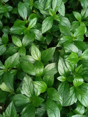 Green Leafy Plants