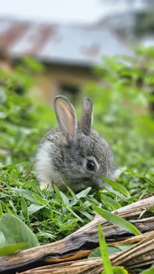 Cute Baby Rabbit In The Garden