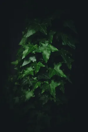 Green Ivy