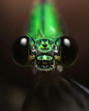 Green Dragonfly Close-Up