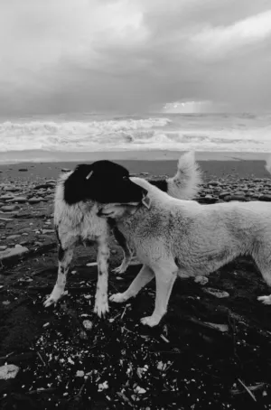 Beach Dogs