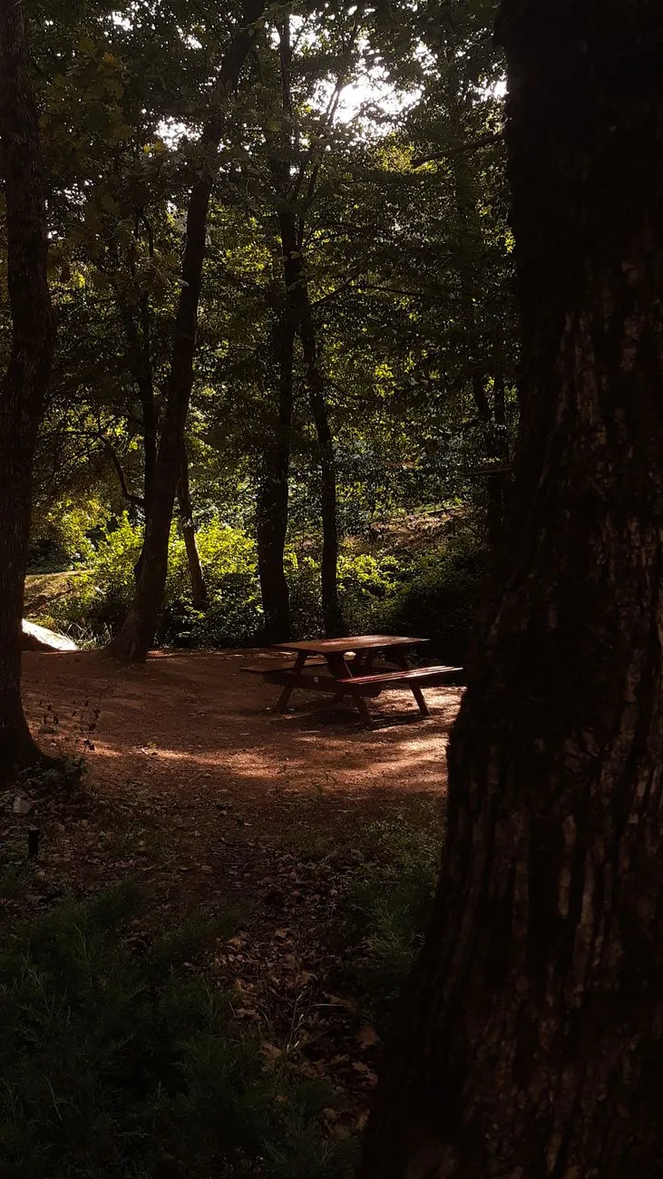 Forest Picnic Spot