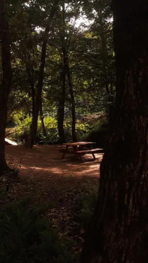 Forest Picnic Spot