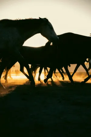 Horses In Motion