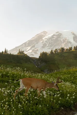 Deer In A Meadow With A Mountain In The Background