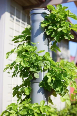 Vertical Garden