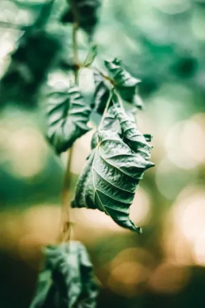 Green Leaves