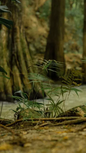 Forest Ferns