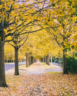 Autumnal Avenue