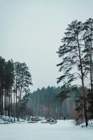 Winter Forest Path