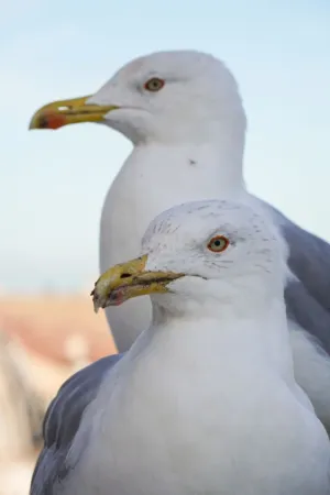 Seagulls