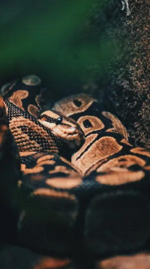 Snake Close-Up
