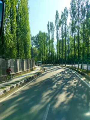 Sunlit Road With Trees