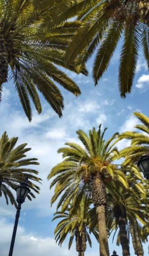 Palm Trees Against The Sky