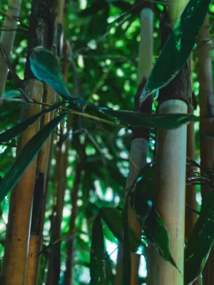 Bamboo Forest