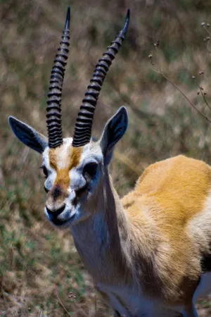 Gazelle