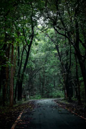 Forest Path