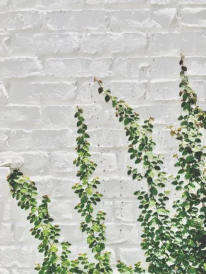 Green Vines On White Wall