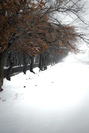 Snowy Trees