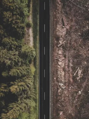 Road Through Forest
