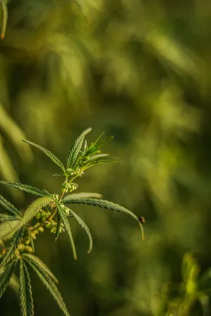 Green Plant