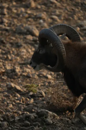 Mouflon Ram