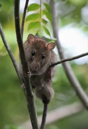 Rat In A Tree