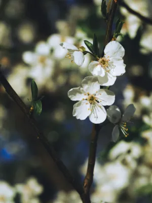 Spring Blossoms