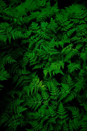 Ferns