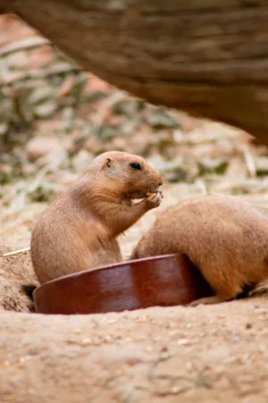 Black-Tailed Prairie Dog