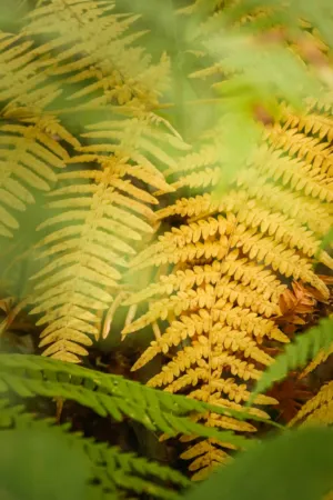 Golden Ferns