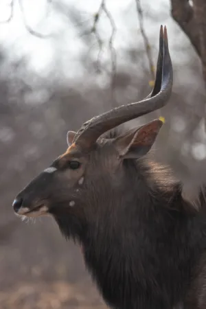 Nyala Antelope