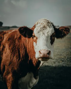 Bull