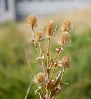 Dried Thistle Plant