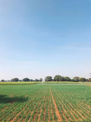 Green Fields