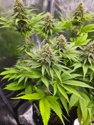 Cannabis Plants