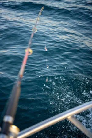 Fishing Rod In Action