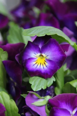 Purple Pansies