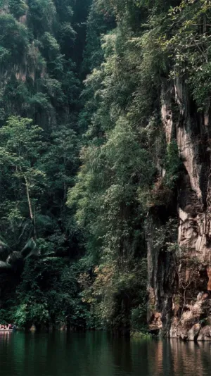 Forest Cliffside